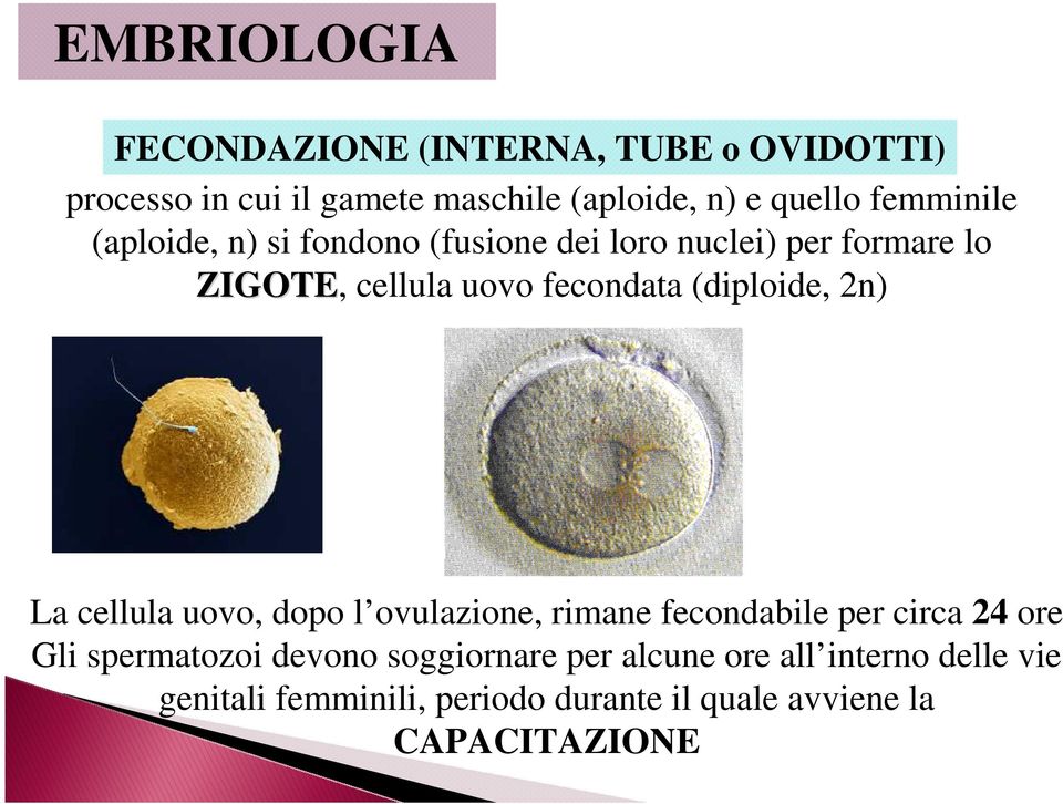 (diploide, 2n) La cellula uovo, dopo l ovulazione, rimane fecondabile per circa 24 ore Gli spermatozoi devono