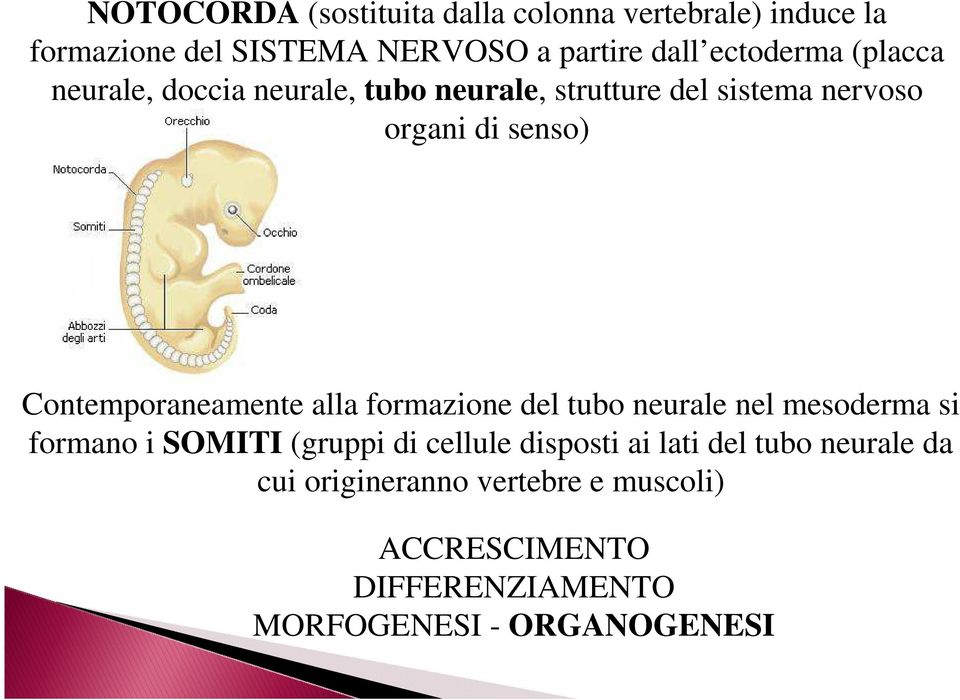 Contemporaneamente alla formazione del tubo neurale nel mesoderma si formano i SOMITI (gruppi di cellule