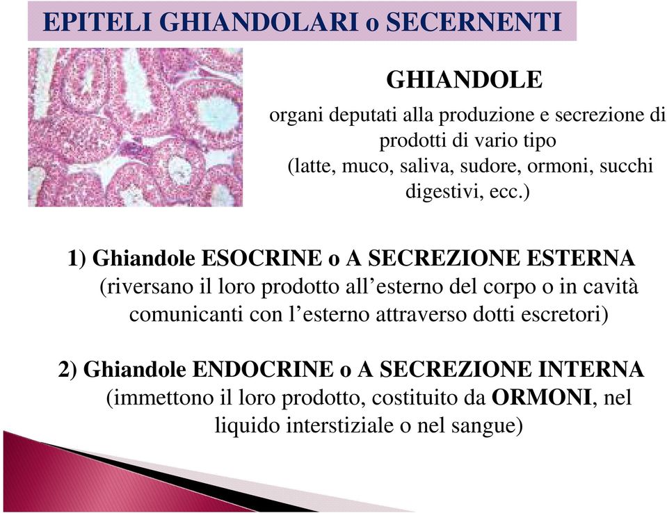 ) 1) Ghiandole ESOCRINE o A SECREZIONE ESTERNA (riversano il loro prodotto all esterno del corpo o in cavità