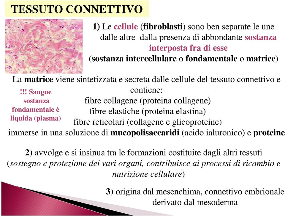 !! Sangue contiene: sostanza fibre collagene (proteina collagene) fondamentale è fibre elastiche (proteina elastina) liquida (plasma) fibre reticolari (collagene e glicoproteine) immerse in una