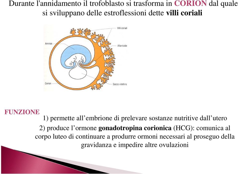 nutritive dall utero 2) produce l ormone gonadotropina corionica (HCG): comunica al corpo