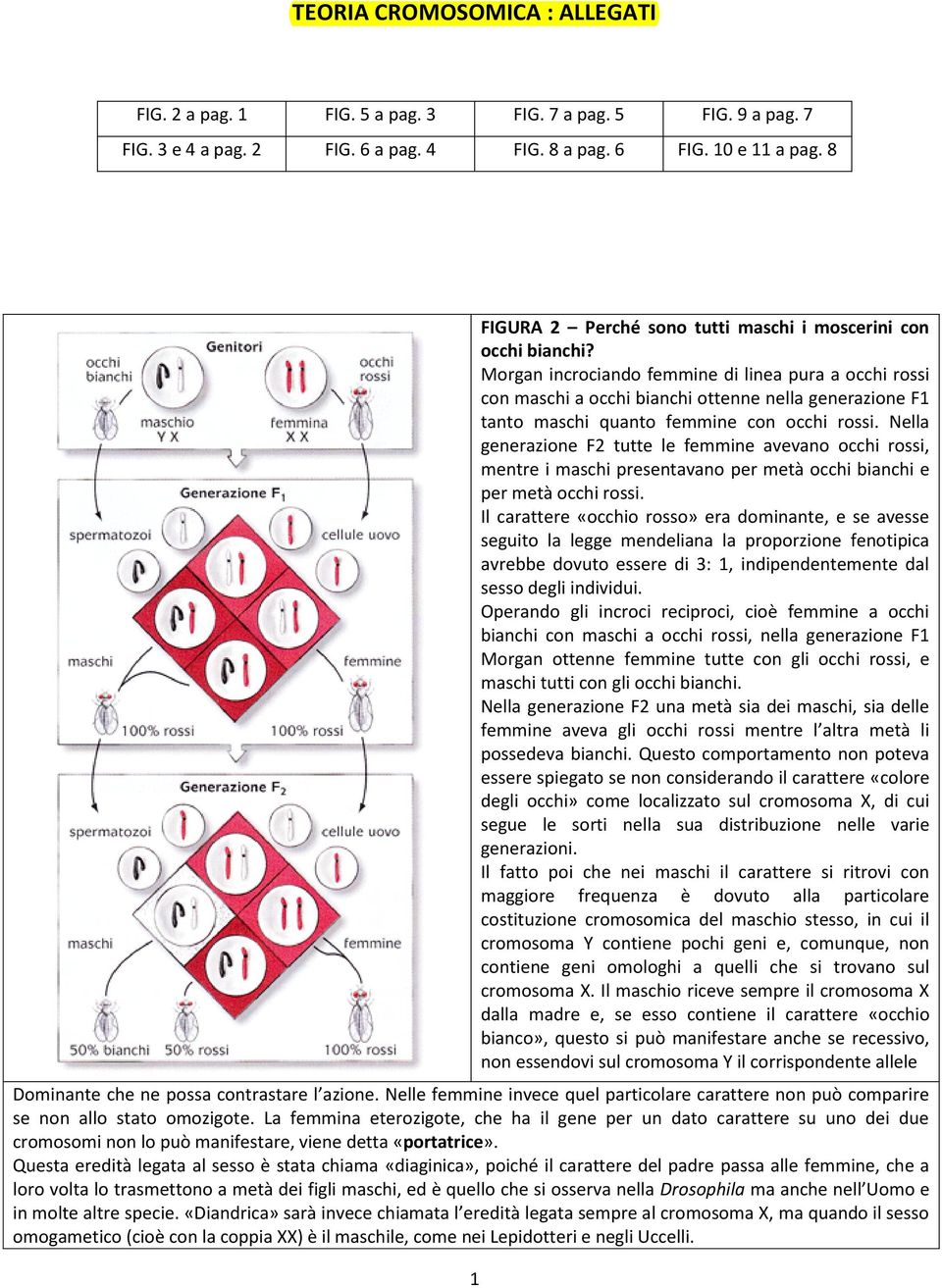 Morgan incrociando femmine di linea pura a occhi rossi con maschi a occhi bianchi ottenne nella generazione F1 tanto maschi quanto femmine con occhi rossi.