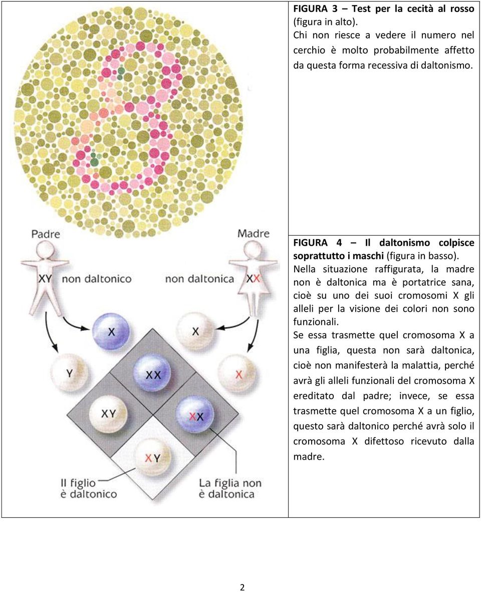 Nella situazione raffigurata, la madre non è daltonica ma è portatrice sana, cioè su uno dei suoi cromosomi X gli alleli per la visione dei colori non sono funzionali.