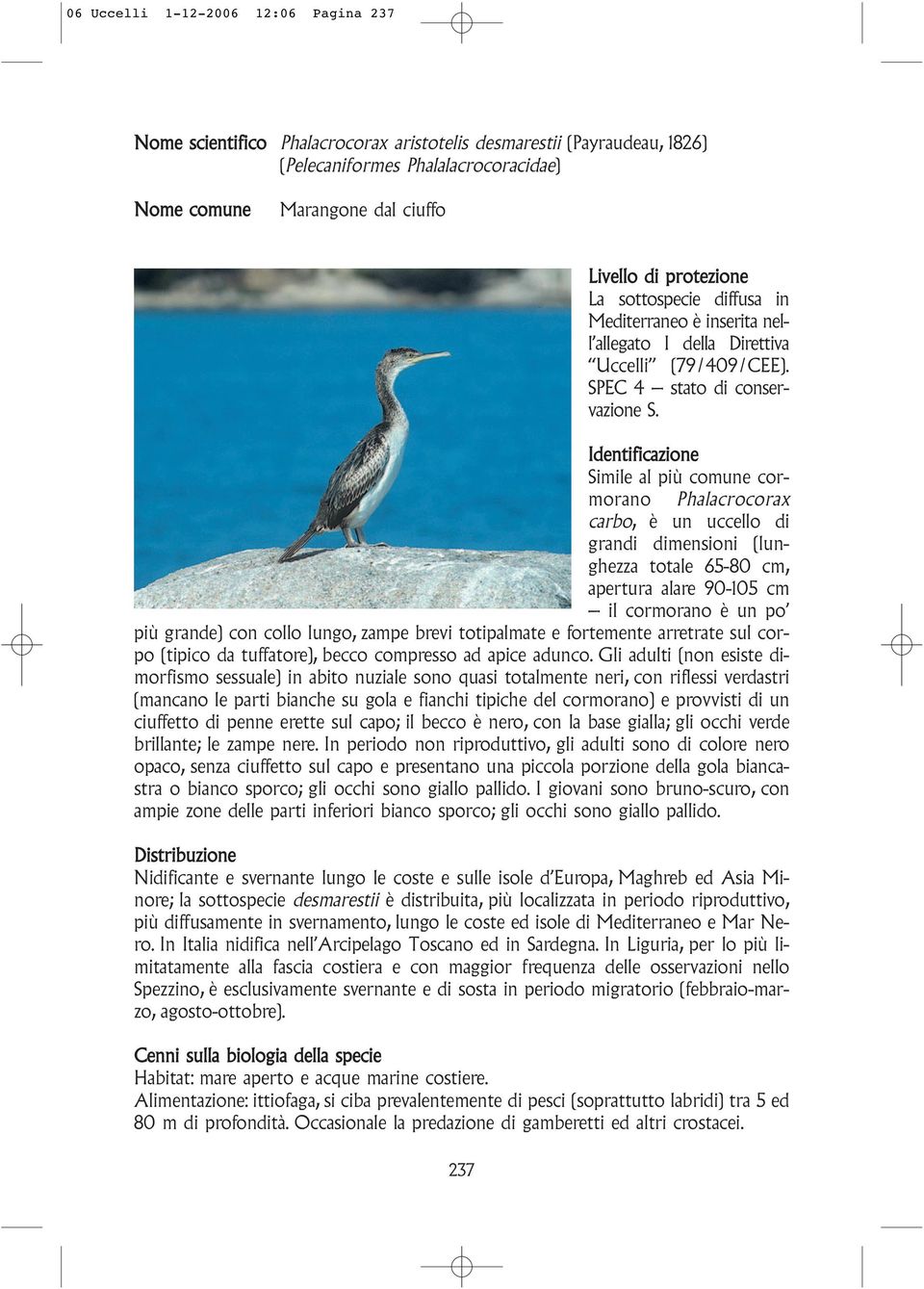 Identificazione Simile al più comune cormorano Phalacrocorax carbo, è un uccello di grandi dimensioni (lunghezza totale 65-80 cm, apertura alare 90-105 cm il cormorano è un po più grande) con collo