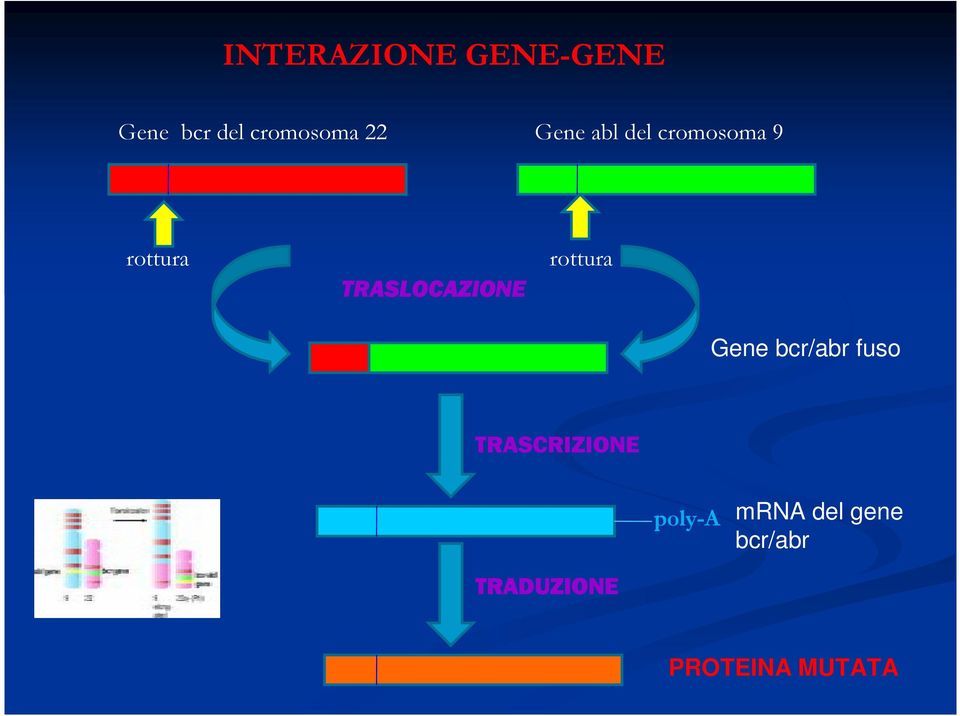rottura Gene bcr/abr fuso TRASCRIZIONE poly-a