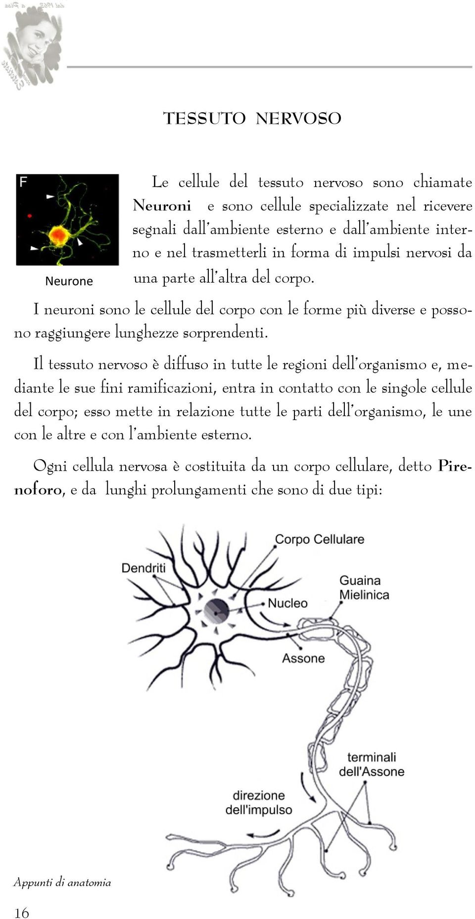 Il tessuto nervoso è diffuso in tutte le regioni dell organismo e, mediante le sue fini ramificazioni, entra in contatto con le singole cellule del corpo; esso mette in relazione tutte le parti