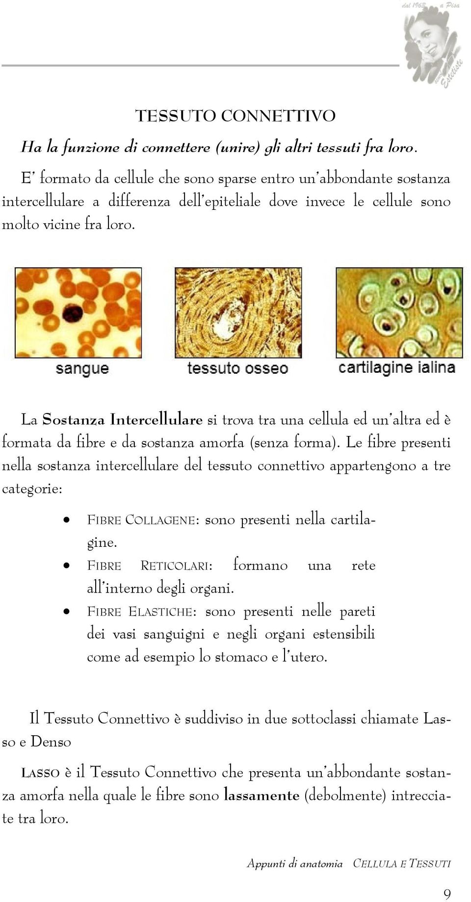 La Sostanza Intercellulare si trova tra una cellula ed un altra ed è formata da fibre e da sostanza amorfa (senza forma).