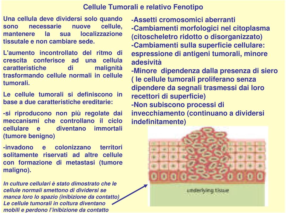Le cellule tumorali si definiscono in base a due caratteristiche ereditarie: -si riproducono non più regolate dai meccanismi che controllano il ciclo cellulare e diventano immortali (tumore benigno)