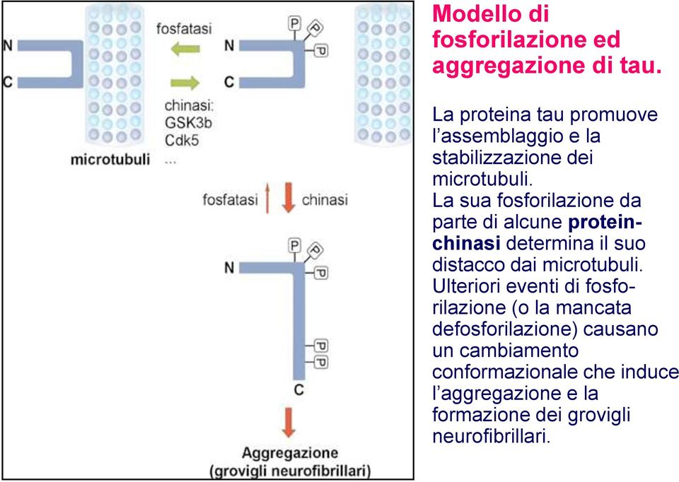 La sua fosforilazione da parte di alcune proteinchinasi determina il suo distacco dai microtubuli.