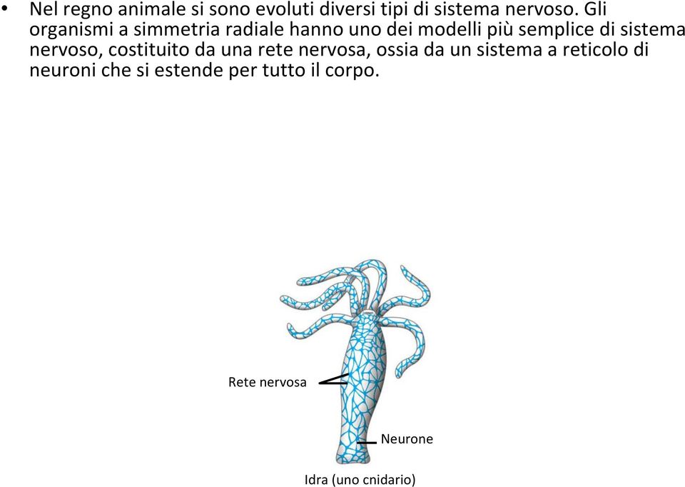 sistema nervoso, costituito da una rete nervosa, ossia da un sistema a