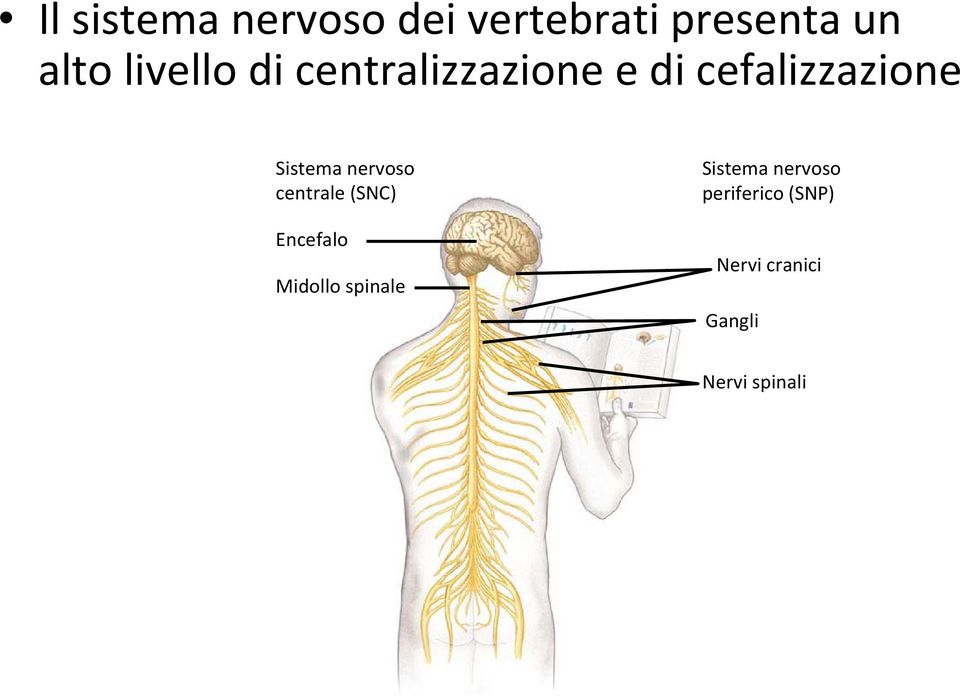 nervoso centrale (SNC) Encefalo Midollo spinale Sistema