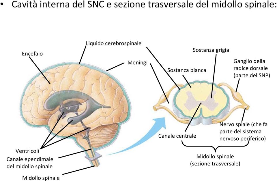 (parte del SNP) Canale centrale Nervo spiale (che fa parte del sistema nervoso