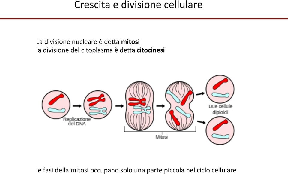 citoplasma è de7a citocinesi le fasi della