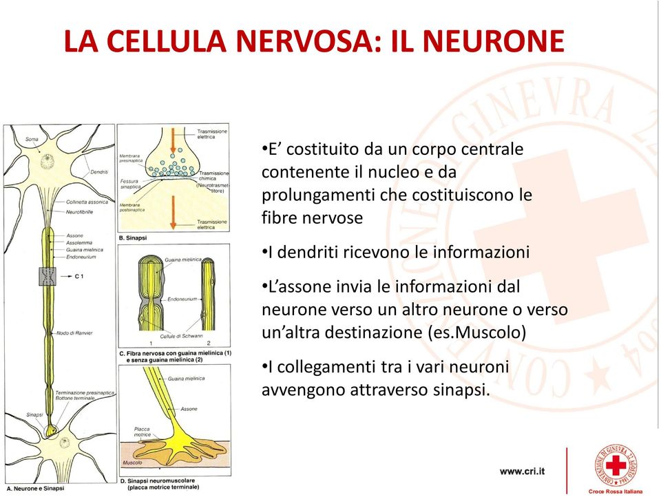 informazioni L assone invia le informazioni dal neurone verso un altro neurone o verso