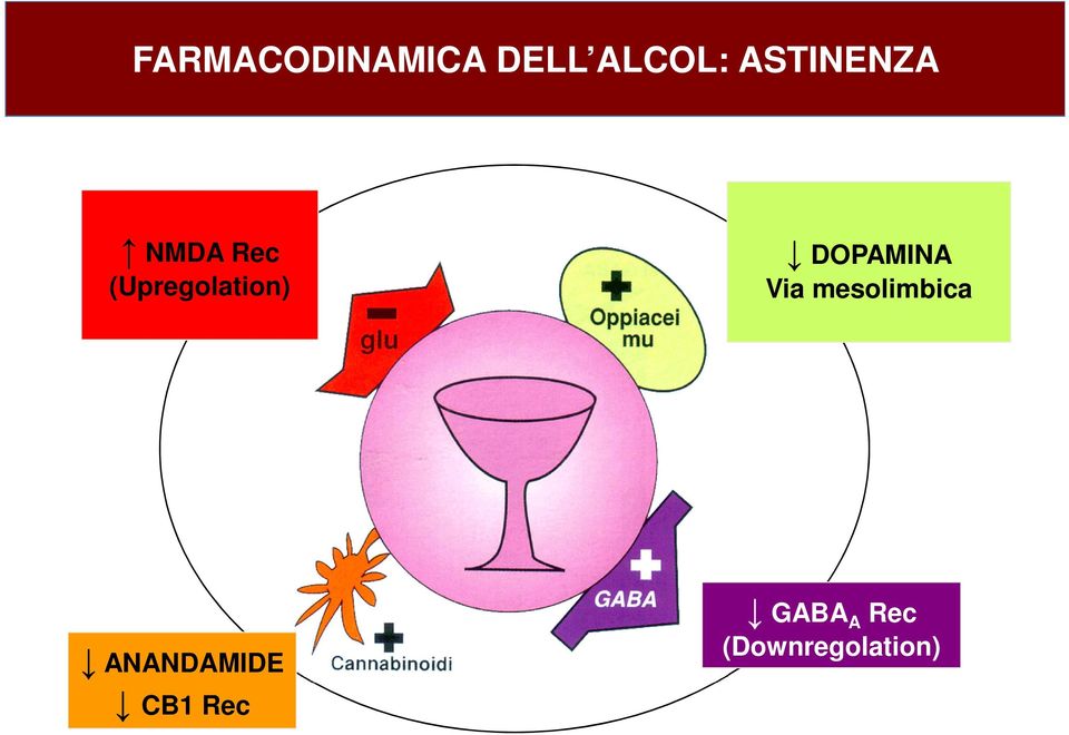 (Upregolation) DOPAMINA Via mesolimbica