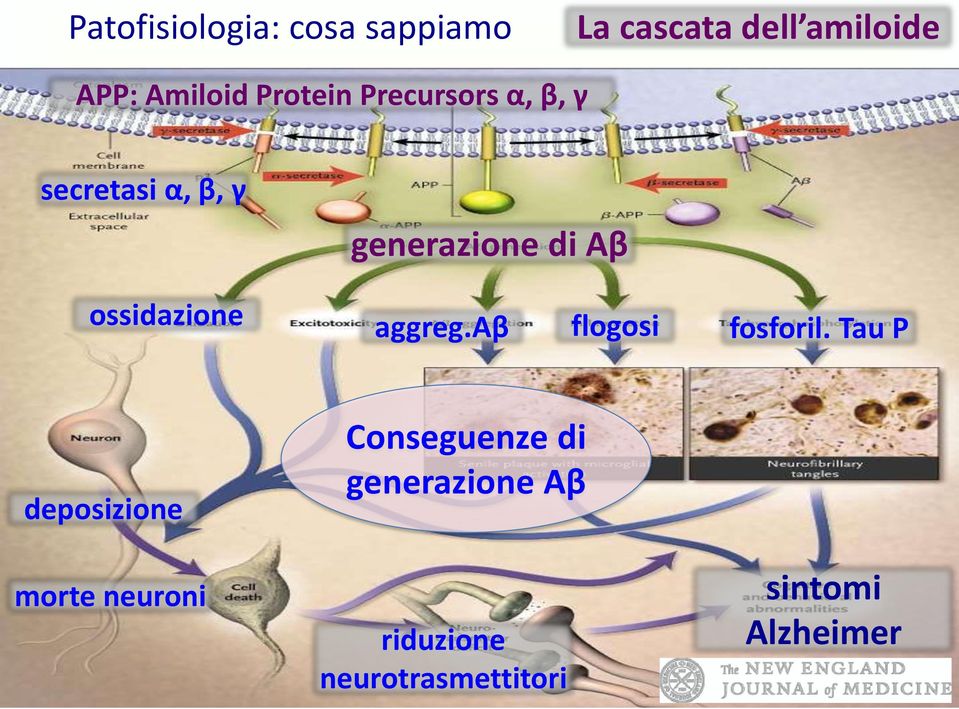 ossidazione aggreg.aβ flogosi fosforil.