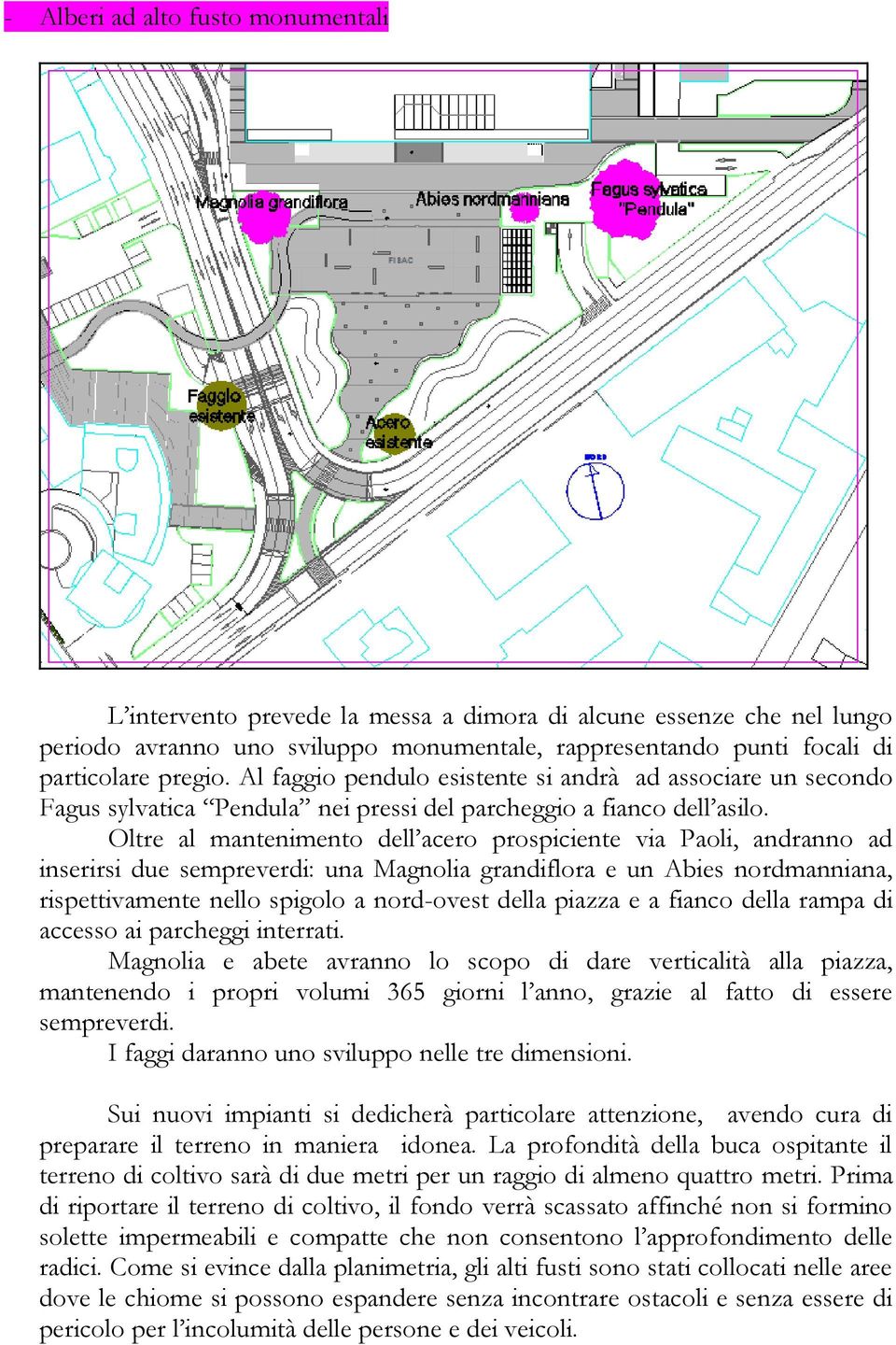 Oltre al mantenimento dell acero prospiciente via Paoli, andranno ad inserirsi due sempreverdi: una Magnolia grandiflora e un Abies nordmanniana, rispettivamente nello spigolo a nord-ovest della