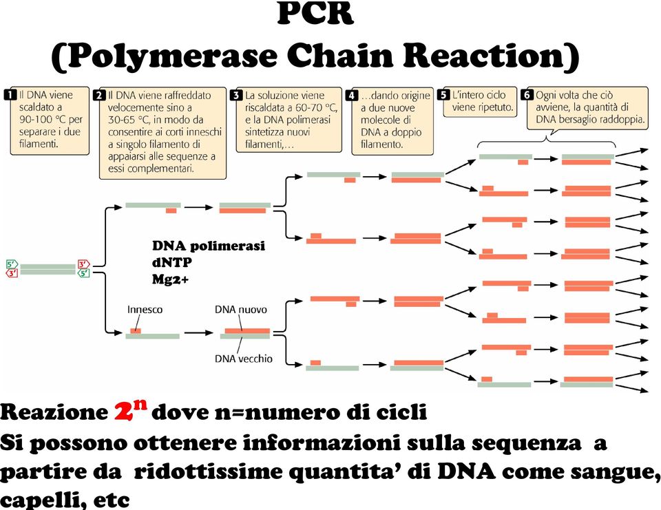 ridottissime quantita di DNA come sangue, capelli,