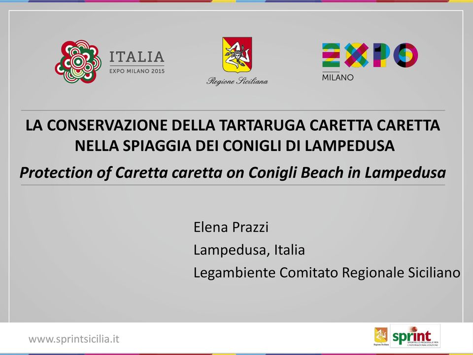 Caretta caretta on Conigli Beach in Lampedusa Elena