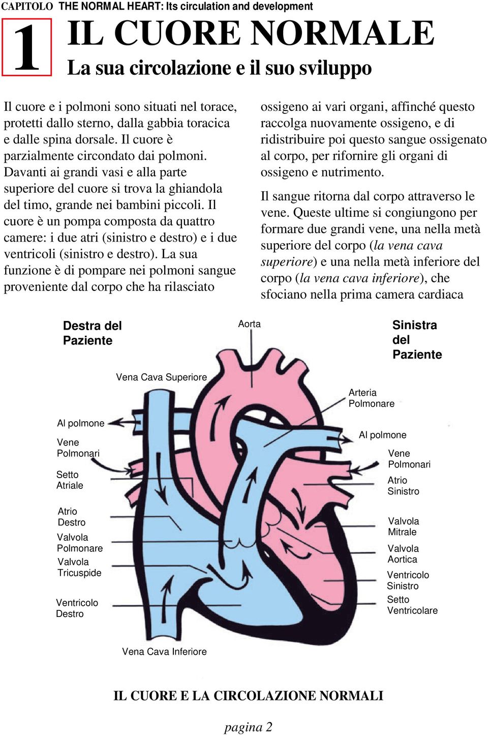 Il cuore è un pompa composta da quattro camere: i due atri (sinistro e destro) e i due ventricoli (sinistro e destro).