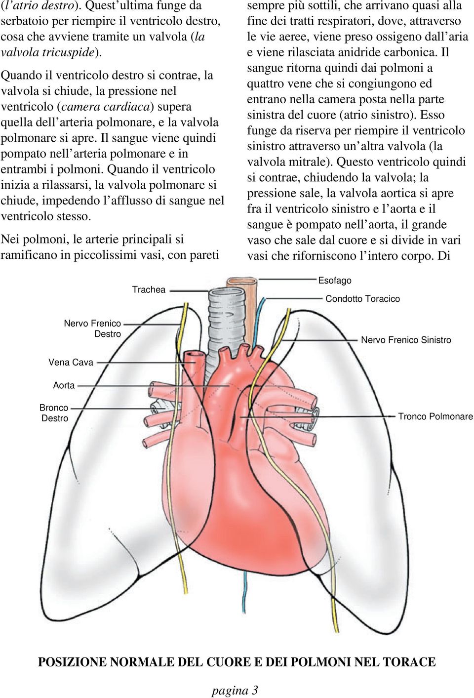Il sangue viene quindi pompato nell arteria polmonare e in entrambi i polmoni.