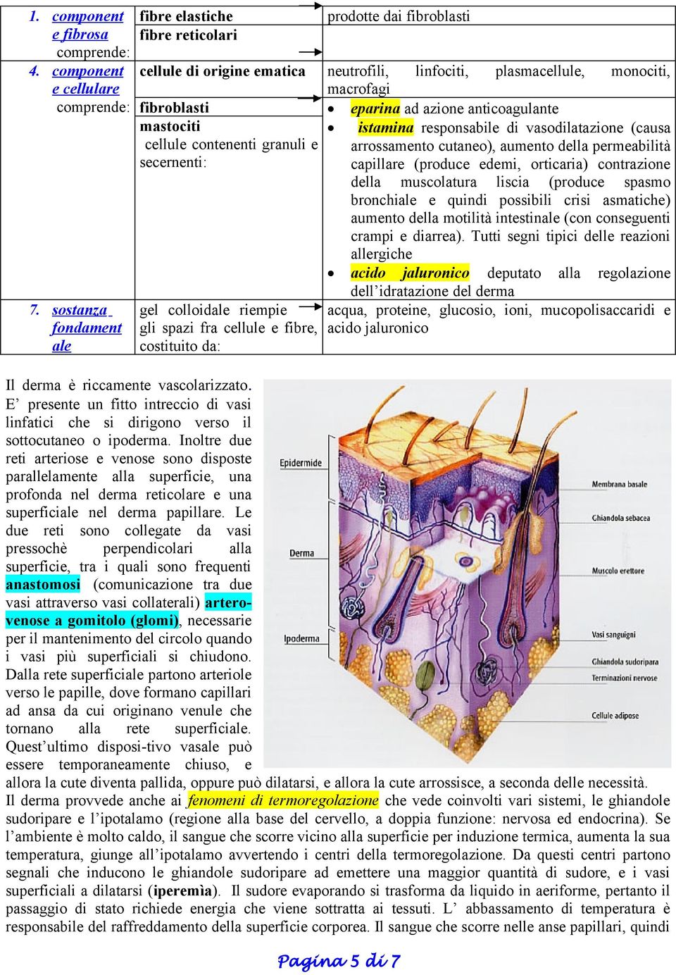 anticoagulante mastociti cellule contenenti granuli e secernenti: gel colloidale riempie gli spazi fra cellule e fibre, costituito da: istamina responsabile di vasodilatazione (causa arrossamento