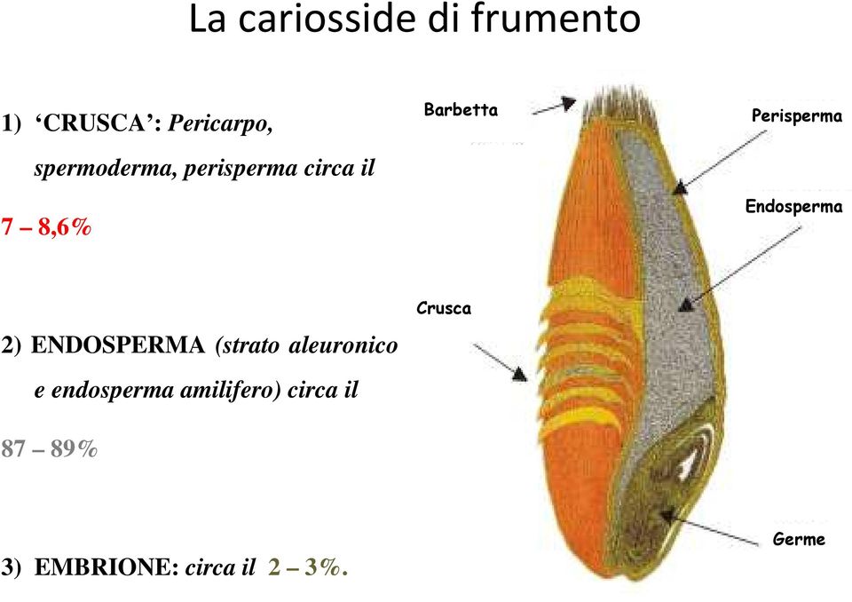 Perisperma Endosperma 2) ENDOSPERMA (strato aleuronico e