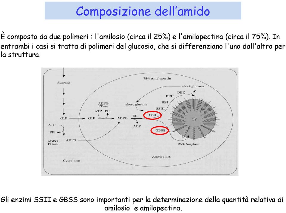 In entrambi i casi si tratta di polimeri del glucosio, che si differenziano l'uno