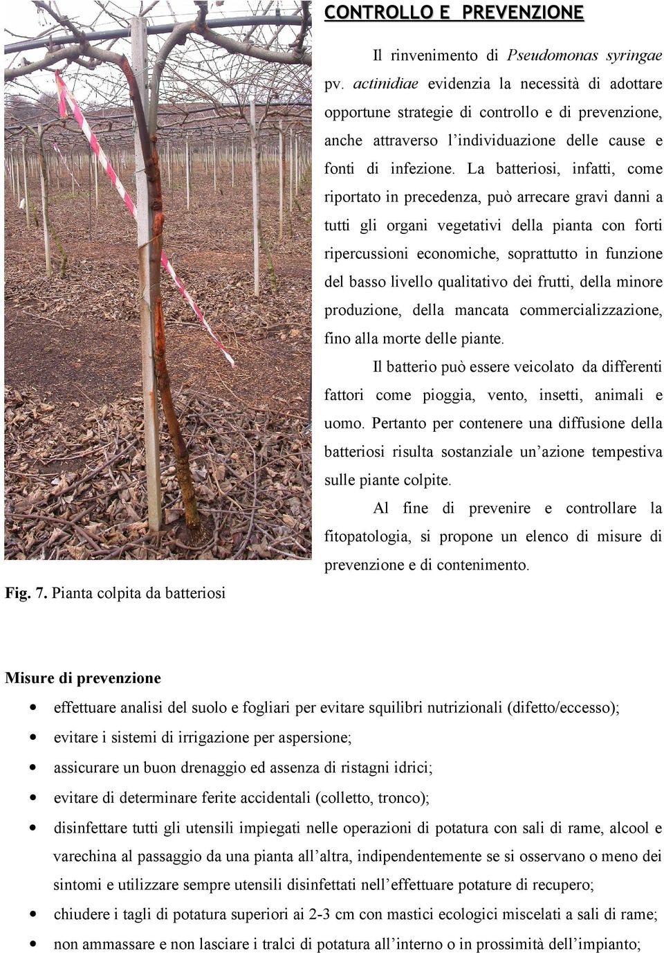 La batteriosi, infatti, come riportato in precedenza, può arrecare gravi danni a tutti gli organi vegetativi della pianta con forti ripercussioni economiche, soprattutto in funzione del basso livello