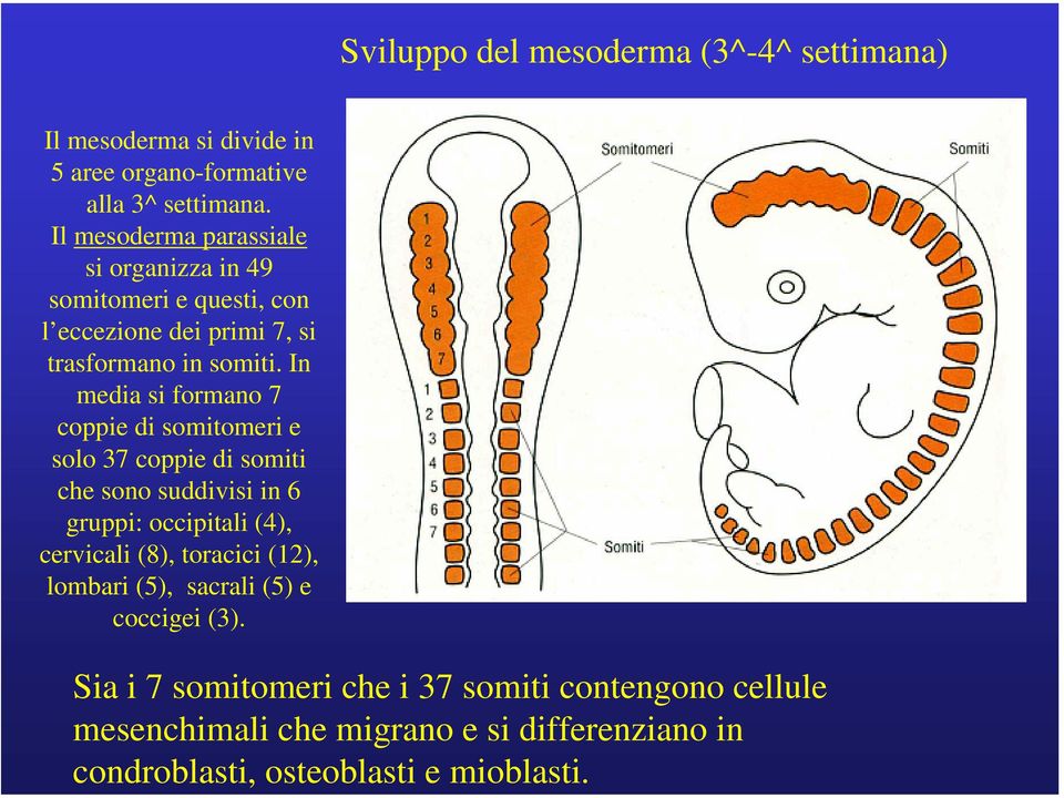 Il mesoderma parassiale si organizza in 49 somitomeri e questi, con l eccezione dei primi 7, si trasformano in somiti.
