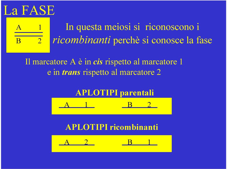 in cis rispetto al marcatore 1 e in trans rispetto al