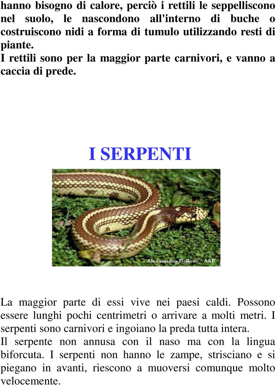 I SERPENTI La maggior parte di essi vive nei paesi caldi. Possono essere lunghi pochi centrimetri o arrivare a molti metri.