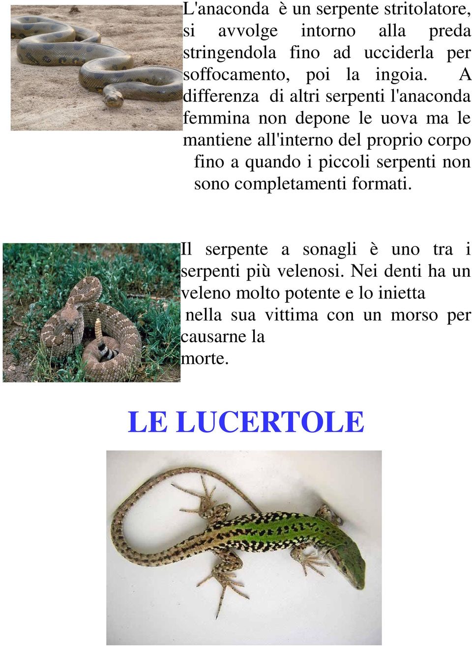 A differenza di altri serpenti l'anaconda femmina non depone le uova ma le mantiene all'interno del proprio corpo fino a