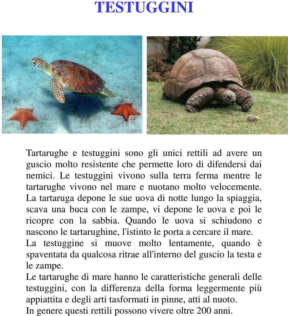 La tartaruga depone le sue uova di notte lungo la spiaggia, scava una buca con le zampe, vi depone le uova e poi le ricopre con la sabbia.