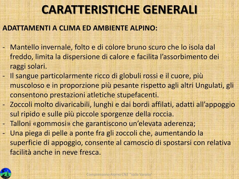 - Il sangue particolarmente ricco di globuli rossi e il cuore, più muscoloso e in proporzione più pesante rispetto agli altri Ungulati, gli consentono prestazioni atletiche stupefacenti.