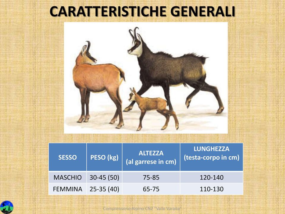 (testa-corpo in cm) MASCHIO 30-45 (50)