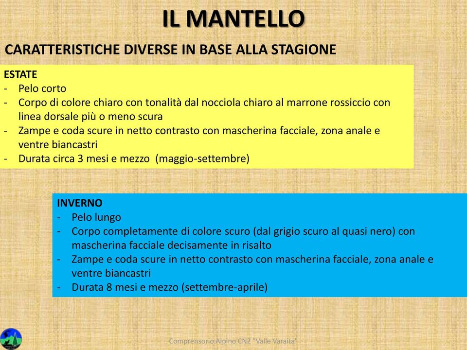 circa 3 mesi e mezzo (maggio-settembre) INVERNO - Pelo lungo - Corpo completamente di colore scuro (dal grigio scuro al quasi nero) con mascherina