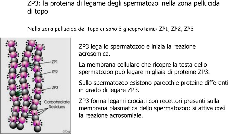 La membrana cellulare che ricopre la testa dello spermatozoo può legare migliaia di proteine ZP3.