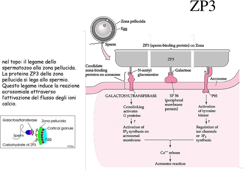 La proteina ZP3 della zona pellucida si lega allo