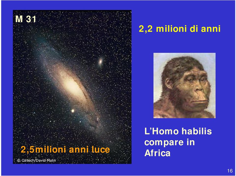luce L Homo habilis