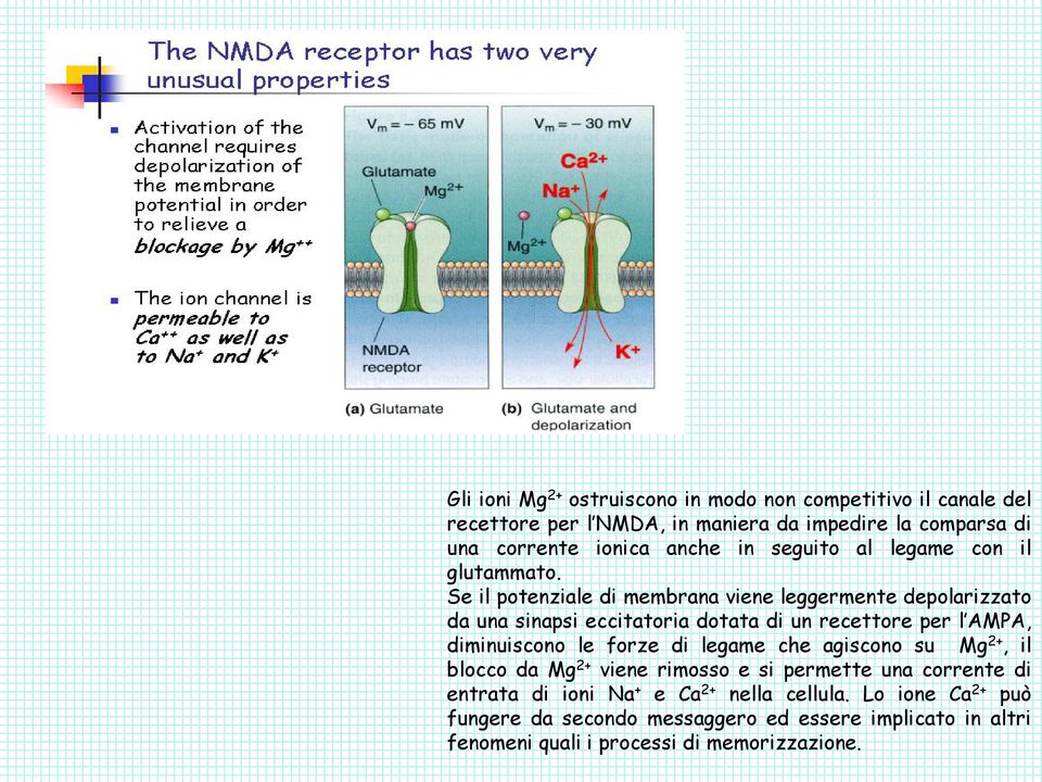 Se il potenziale di membrana viene leggermente depolarizzato da una sinapsi eccitatoria dotata di un recettore per l AMPA, diminuiscono le forze di