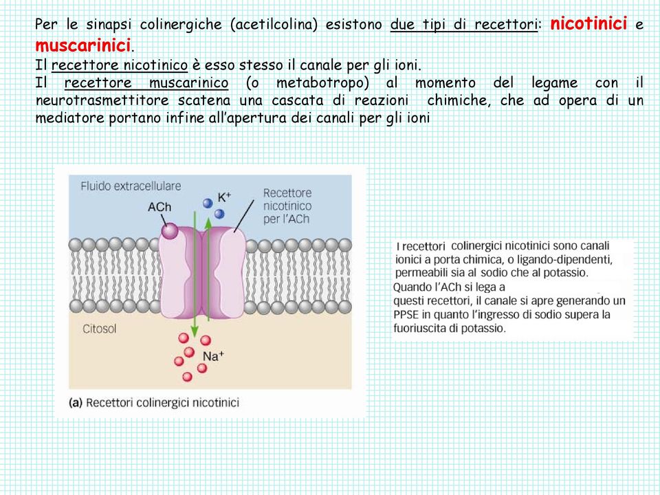 Il recettore muscarinico (o metabotropo) al momento del legame con il neurotrasmettitore