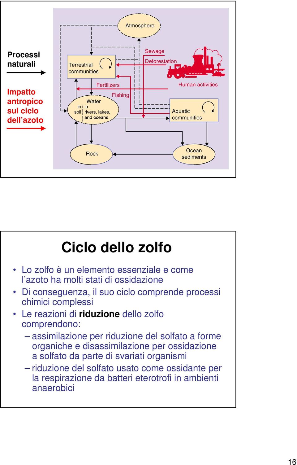 zolfo comprendono: assimilazione per riduzione del solfato a forme organiche e disassimilazione per ossidazione a solfato da