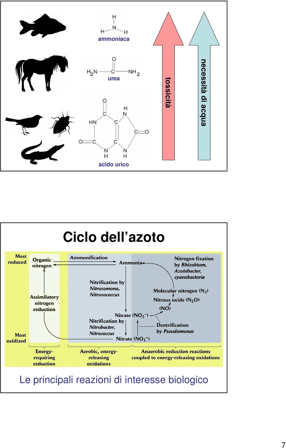 urico Ciclo dell azoto Le