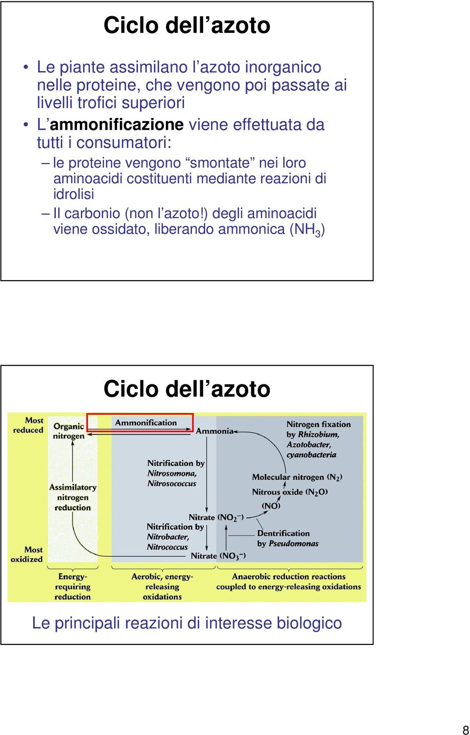 smontate nei loro aminoacidi costituenti mediante reazioni di idrolisi Il carbonio (non l azoto!