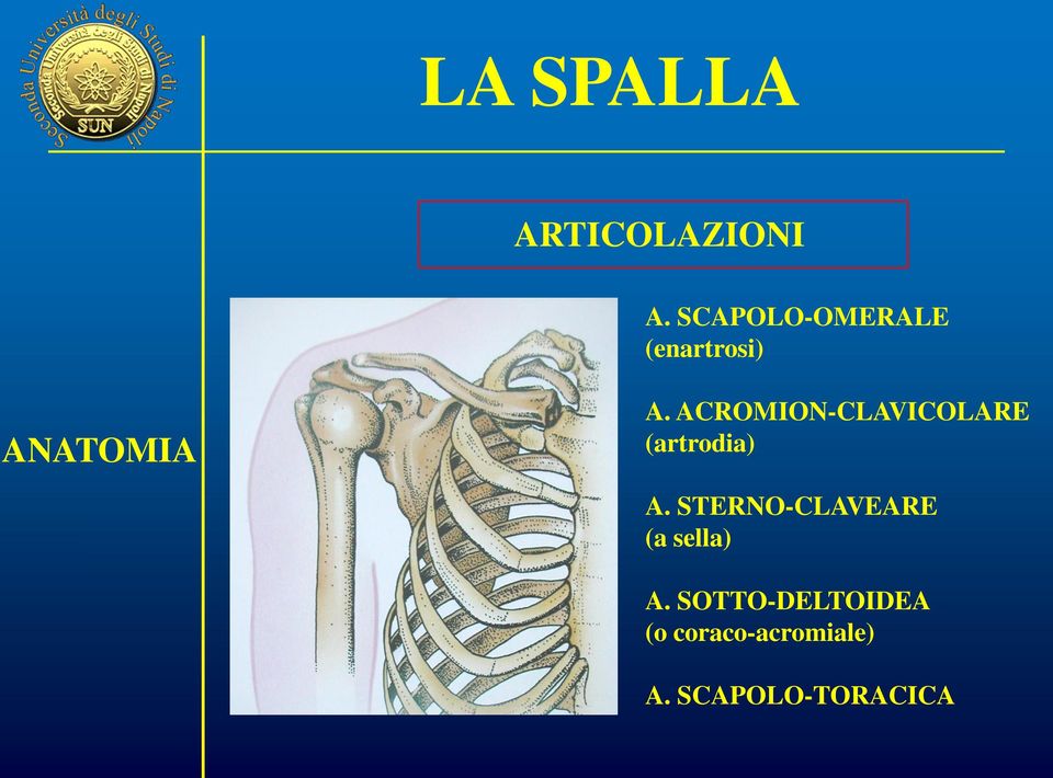 ACROMION-CLAVICOLARE (artrodia) A.