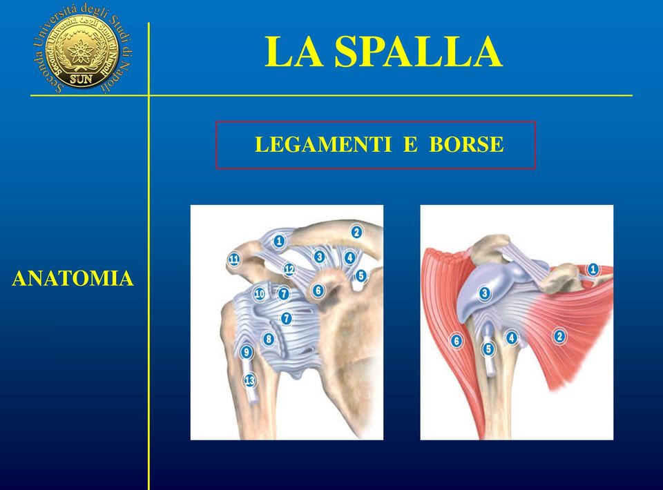 ANATOMIA