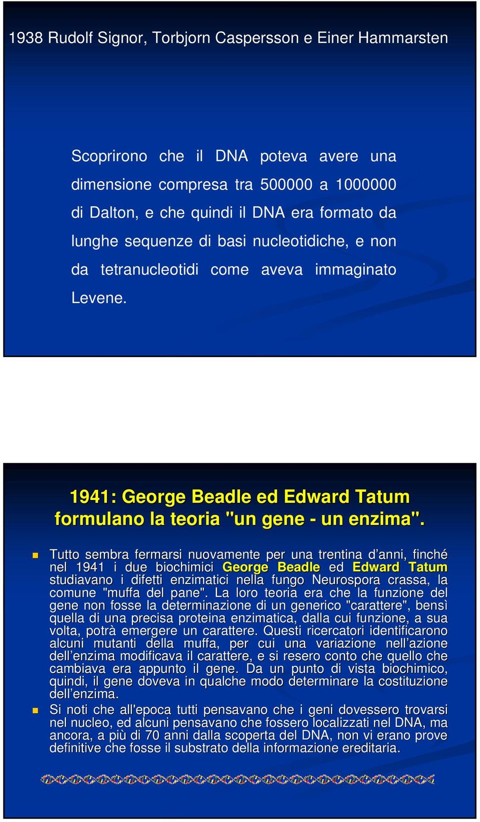 Tutto sembra fermarsi nuovamente per una trentina d anni, d finché nel 1941 i due biochimici George Beadle ed Edward Tatum studiavano i difetti enzimatici nella fungo Neurospora crassa, la l comune