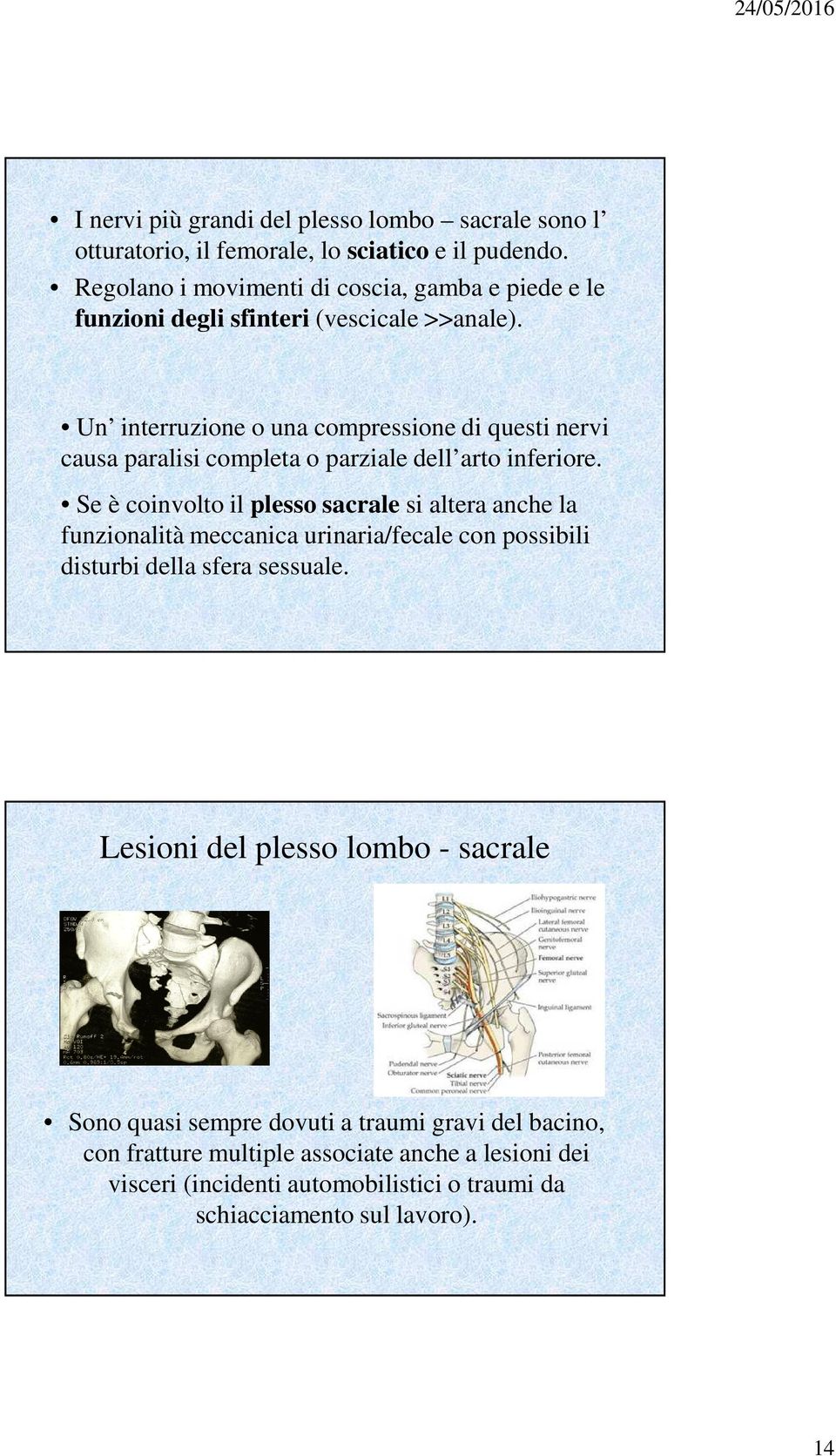 Un interruzione o una compressione di questi nervi causa paralisi completa o parziale dell arto inferiore.