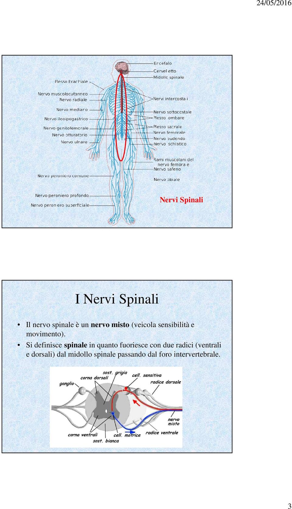 Si definisce spinale in quanto fuoriesce con due radici